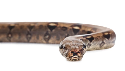 Preview: Brown boa constrictor on white background. Exotic snake