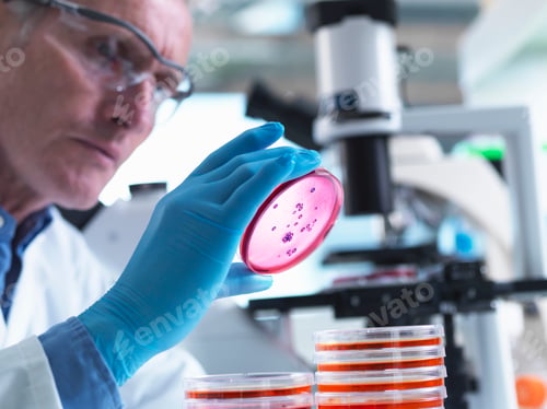 Preview: Microbiology, Scientist using an inverted light microscope to view culture growth in petri dishes