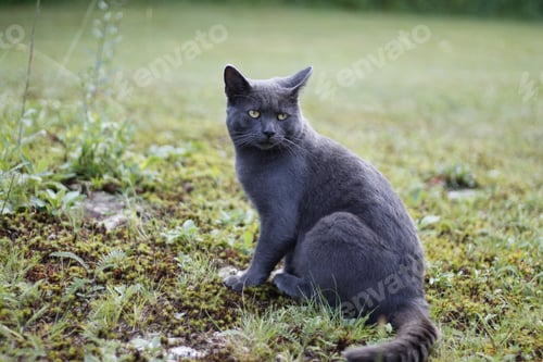 Preview: Closeup shot of a shorthair gray cat sitting on the grass in the park with blurred background
