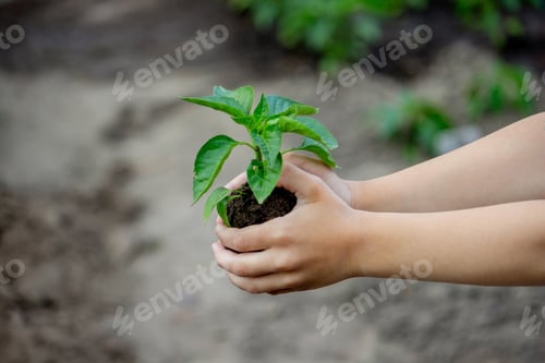 Preview: the child holds a sprout in his hands. Selective focus.