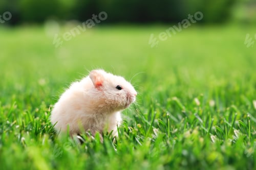 Preview: Little white hamster in green grass