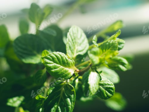 Preview: Mint herb plant macro shot on sunny day
