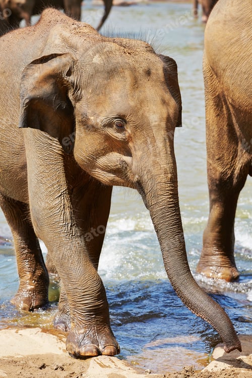 Preview: Elephants