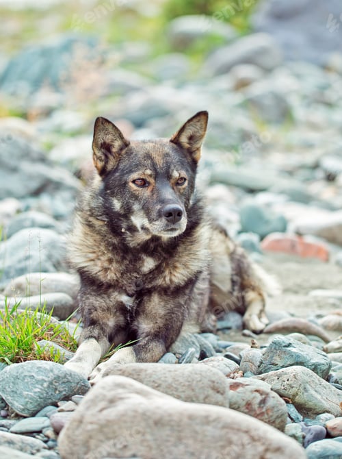 Preview: white dog stay in stones near the river on shore
