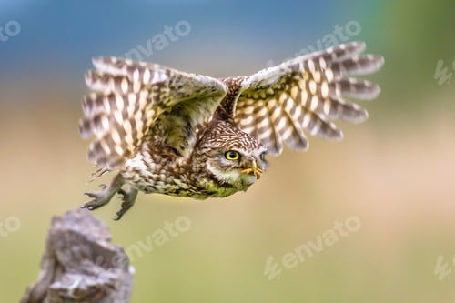 Preview: Little Owl flying on blurred background