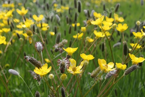 Preview: A small yellow field flower in the steppe.