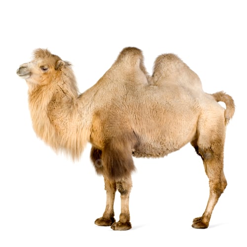 Preview: dromedary