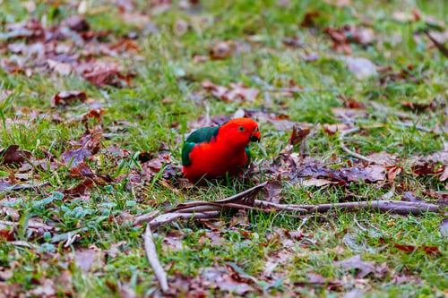 Preview: Australian King Parrot in Victoria Australia