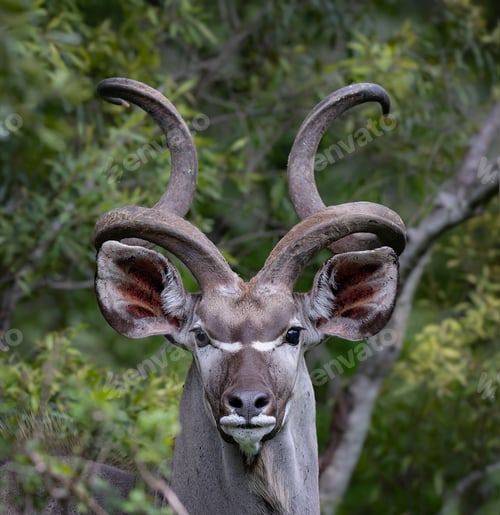 Preview: Portrait of a large Kudu Bull with impressive spiral horns in the Kruger National Park