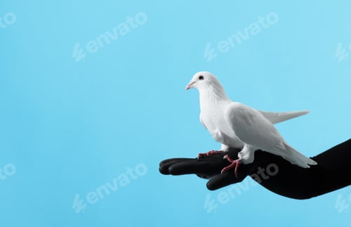 Preview: Woman with beautiful white dove on light blue background, closeup. Space for text