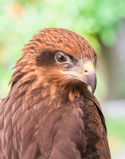 Preview: Eagle