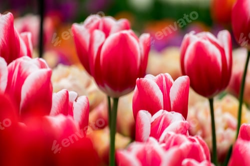 Preview: Closeup shot of the tulip flowers in the field on a sunny day - perfect for background