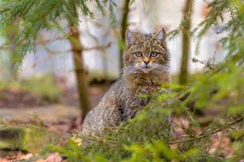 Preview: Cute close up of European wild cat