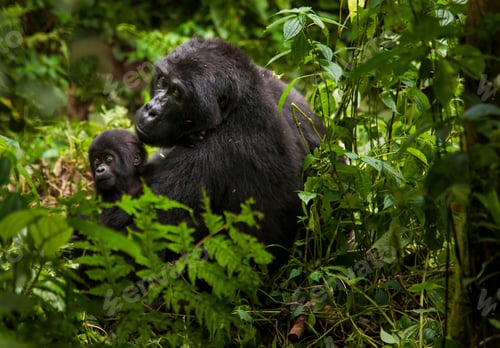 Preview: Mountain gorilla and juvenile, Volcanoes National Park, Rwanda