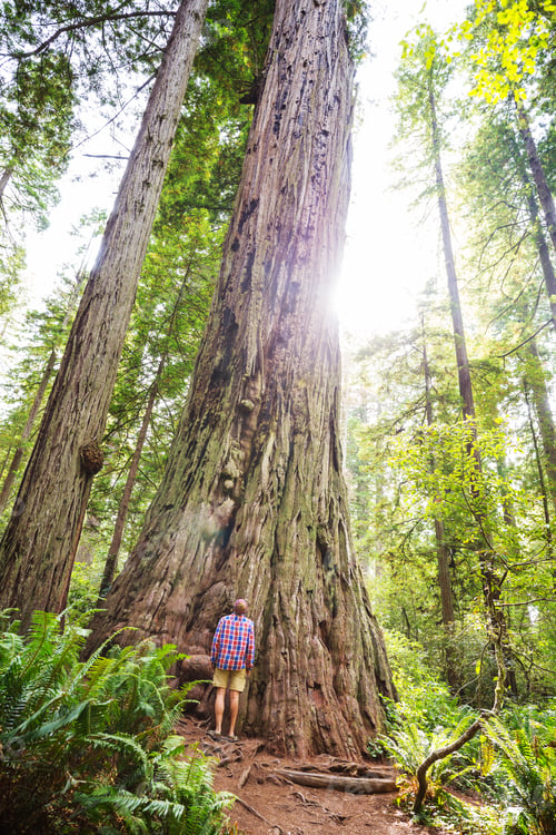 Preview: Sequoia