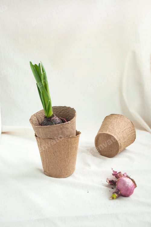 Preview: Home gardening. Tools for watering and transplanting of house plants. Biodegradable seed starting po