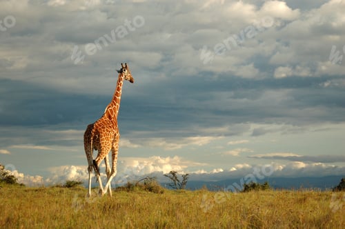 Preview: Strolling Giraffe, Sweetwaters Camp, Nanyuki, Kenya