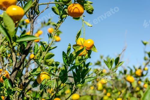 Preview: Mandarin Oranges