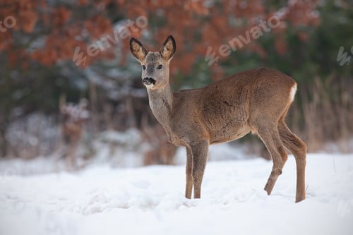 Preview: Roe deer, capreolus capreolus, in deep snow in winter