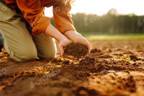 Preview: Close-up of experienced woman farmer's hands holding fresh soil. Concept of growing lard, ecology.