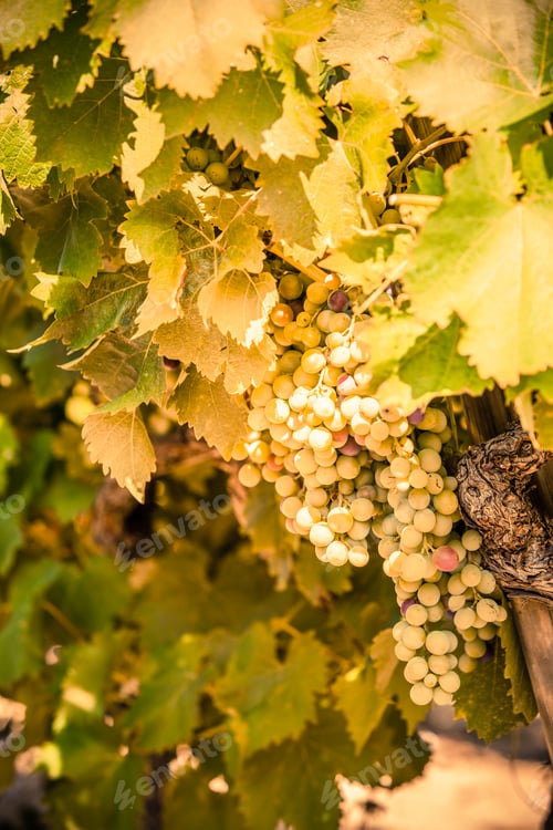 Preview: Ripe grapes on branch