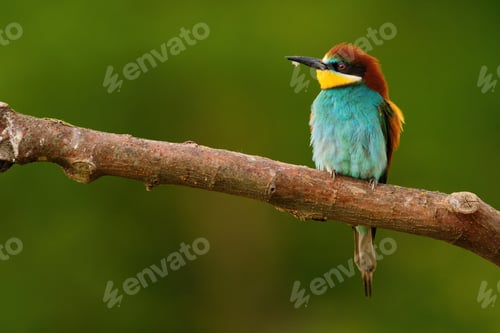 Preview: European Bee-Eater - Merops Apiaster on a branch , exotic colorful migratory bird