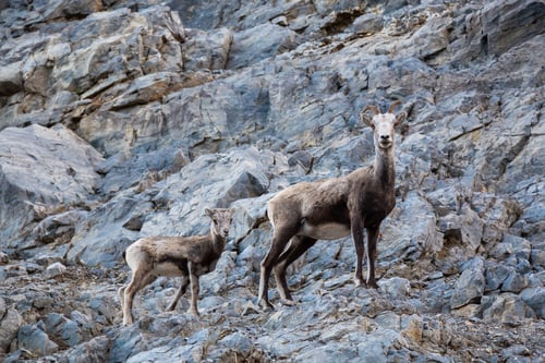 Preview: Mountain Sheep on a Rocky Cliff. Mother and her Baby