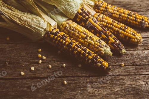 Preview: Raw Organic Corn Ready to Cook.