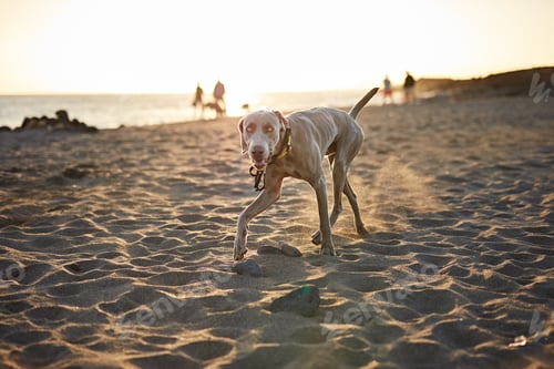 Preview: Funny dog on beach