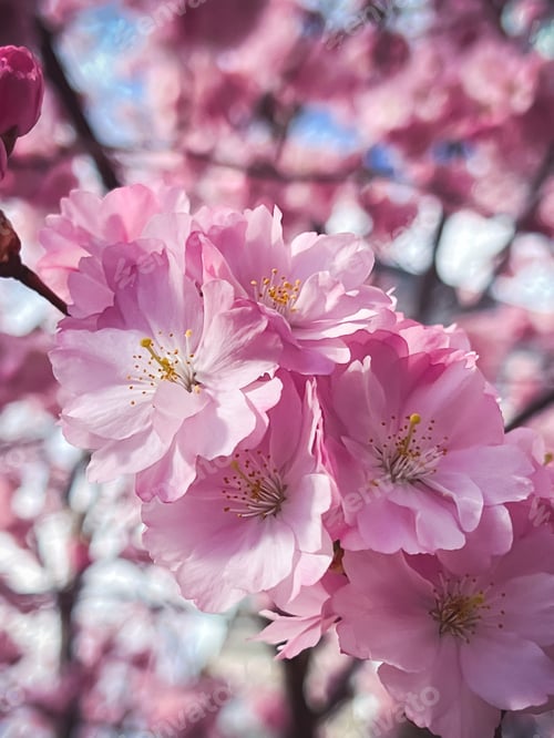 Preview: Pink flowers