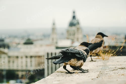 Preview: Closeup shot of two crows standing on a building roof