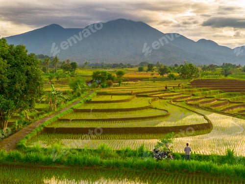 Preview: Beautiful morning view in Indonesia, panoramic landscape of rice fields
