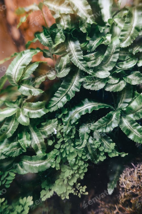 Vista previa: Close-up of lush green fern leaves with a blurred background.