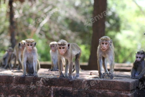 Preview: Funny macaques looking at camera