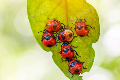 Preview: red ladybug on green grass