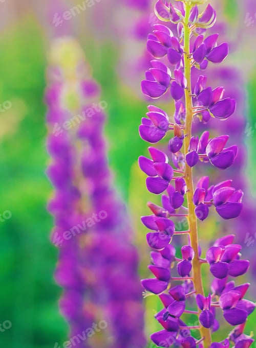 Preview: Blooming field of lupins in the summer. Selective focus.