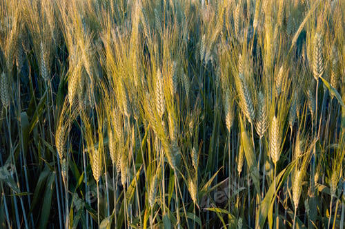 Preview: Wheat Field