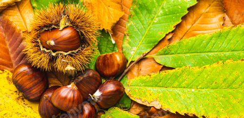 Preview: Ripe chestnuts close up with copy space. Raw Chestnuts for Christmas Autumn time