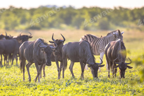 Preview: Common Wildebeest herd with zebra