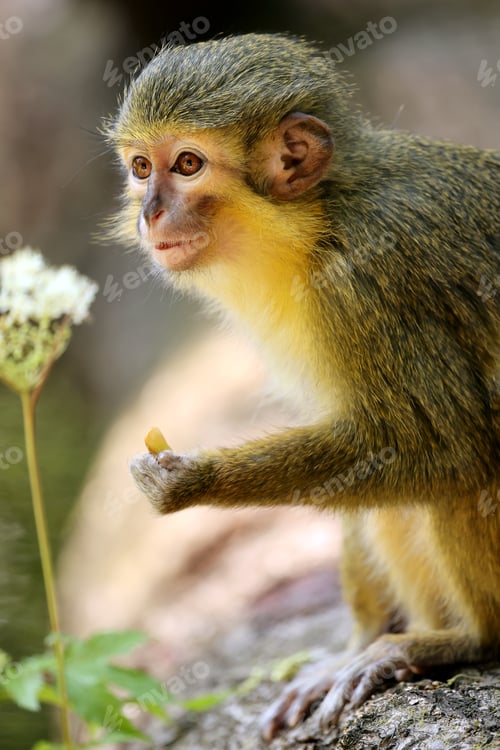Preview: The Gabon talapoin (Miopithecus ogouensis), also known as the northern talapoin
