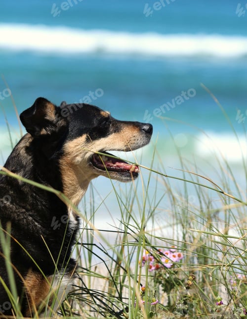 Preview: Brindle dog on the beach with its mouth open with the sea in the background