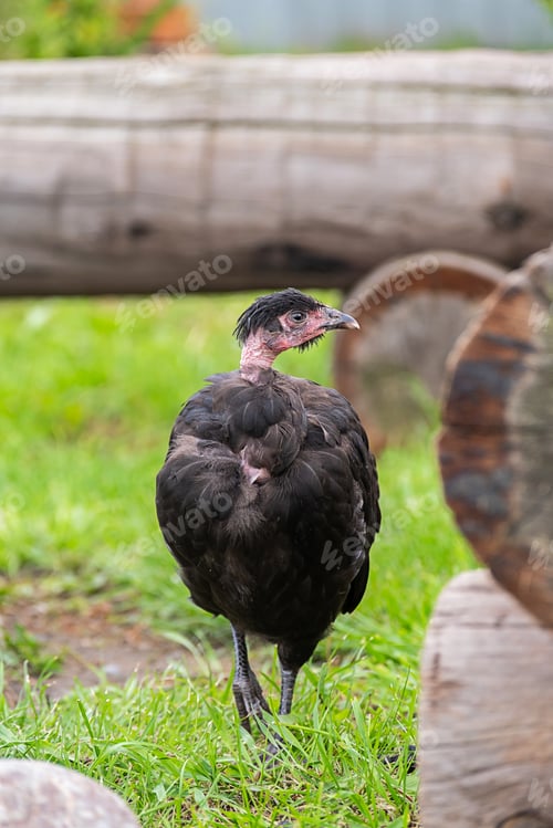 Preview: Black naked neck chicken standing in vibrant green grass.