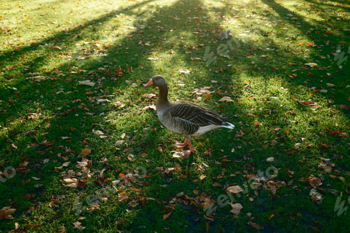 Preview: Duck Under The Shining Light Above The Park During Autumn