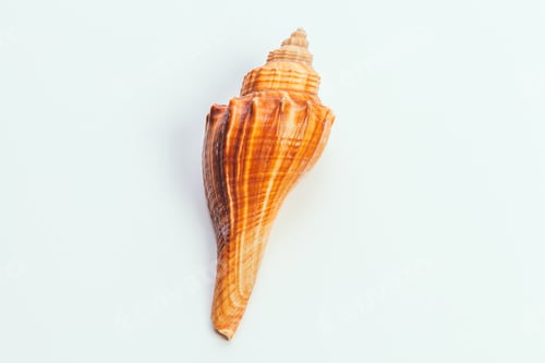 Preview: Sea shell on white background