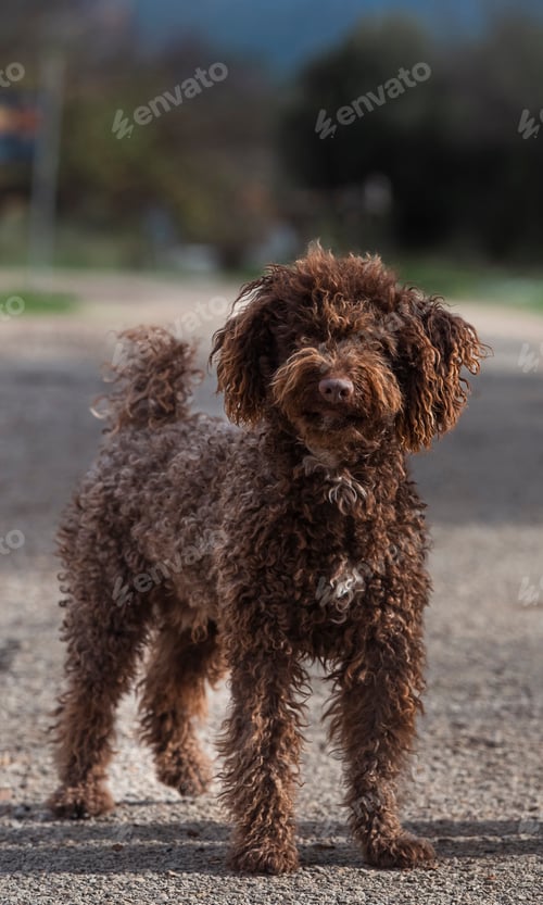 Preview: A brown poodle is standing on a road