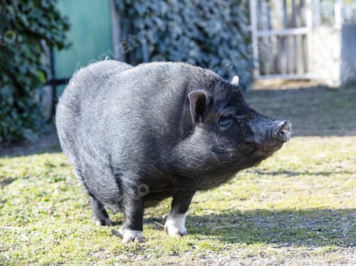 Preview: Miniature pig in garden