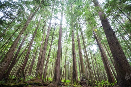 Preview: Forest