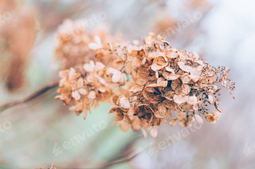 Preview: Moody dark art floral photo with little dried flowers of on dark dry brown background, winter