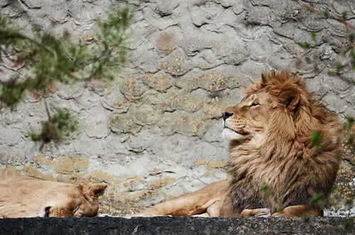 Preview: Two lions lying on a stone next to a wall