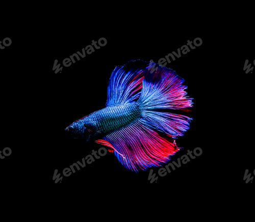 Preview: Betta fish, siamese fighting , betta splendens isolated on black background